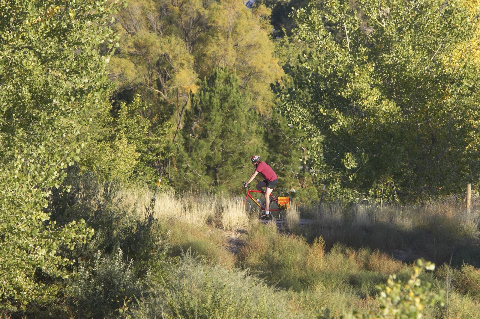 man cyclling amidst trees