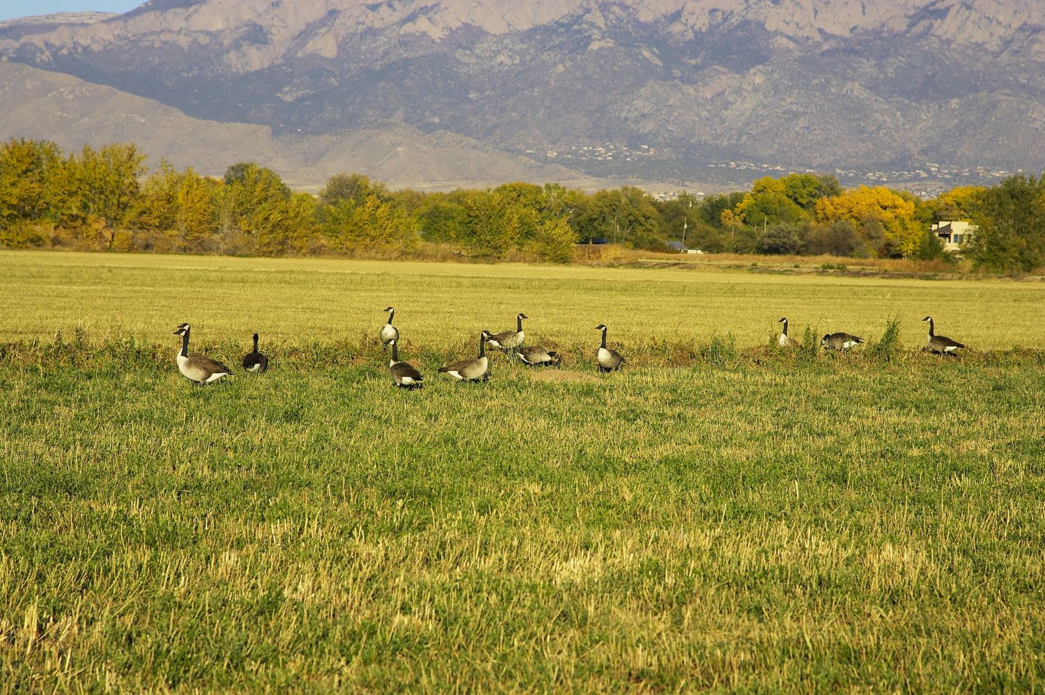 gees with sandia mountains in background